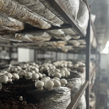 Organic Mushroom Farming